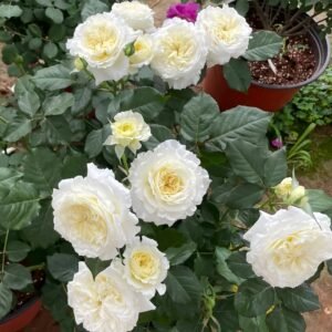 Patience Rose