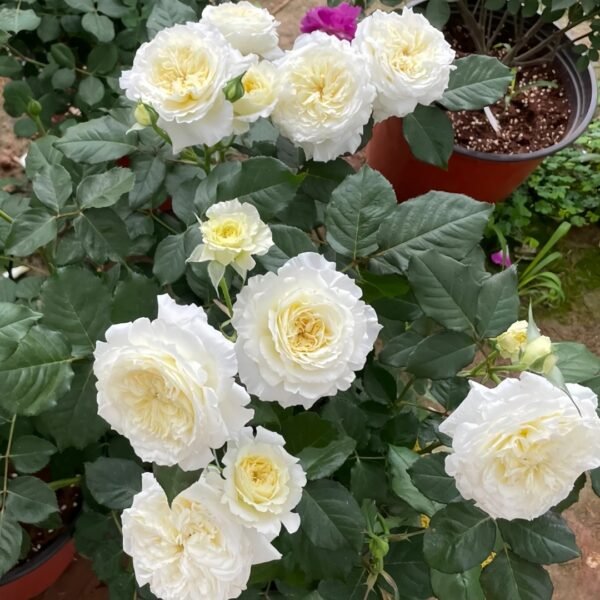 Patience Rose