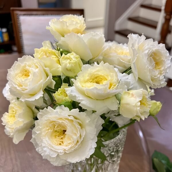 Patience Rose