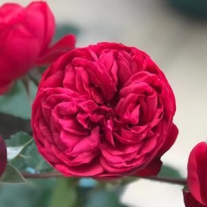 Piano Rose