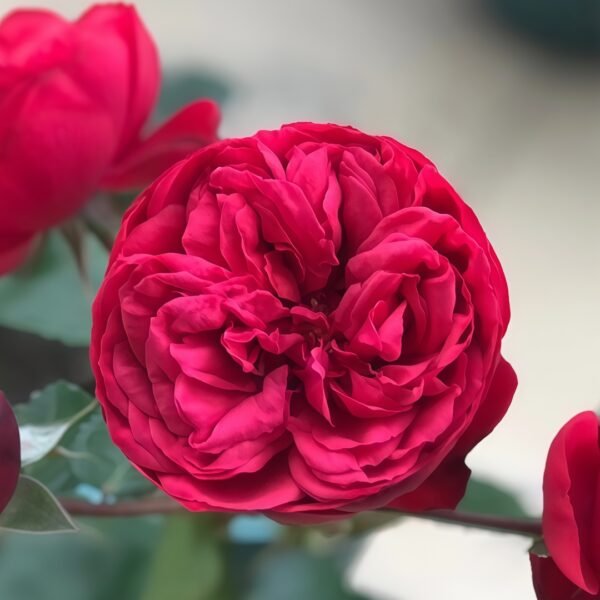 Piano Rose