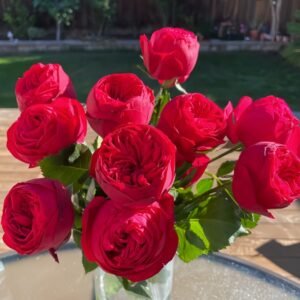 Piano Rose Plant| 红钢琴 - 图片 10