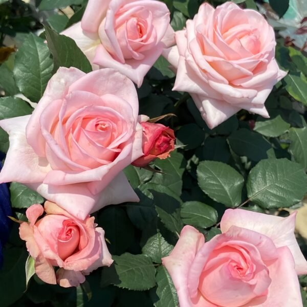 Pink O‘Hara Rose