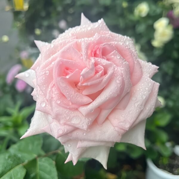 Pink O‘Hara Rose