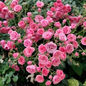 Pomponella Rose