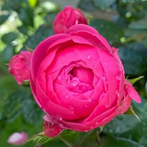 Pomponella Rose