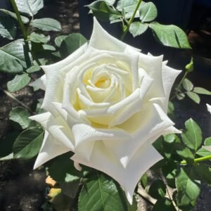 Pope John Paul II Rose