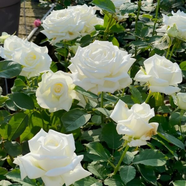 Pope John Paul II Rose