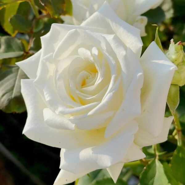 Pope John Paul II Rose