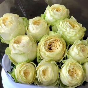 Pure blond Rose
