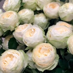 Pure blond Rose Plant|金发碧眼 - 图片 6