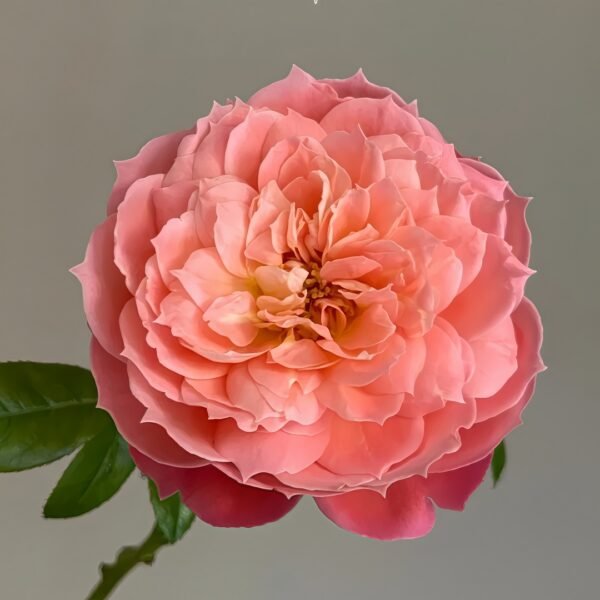 Queen of Hearts Rose