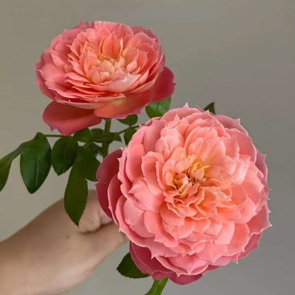 Queen of Hearts Rose