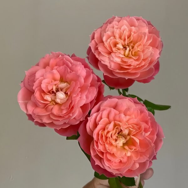 Queen of Hearts Rose