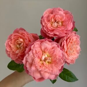 Queen of Hearts Rose