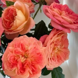 Queen of Hearts Rose