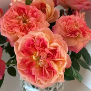 Queen of Hearts Rose