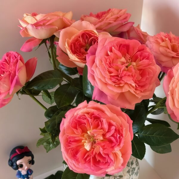 Queen of Hearts Rose