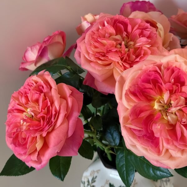 Queen of Hearts Rose