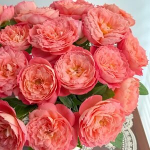 Queen of Hearts Rose