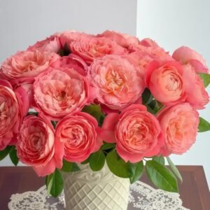 Queen of Hearts Rose Plant｜红桃女王 - 图片 10