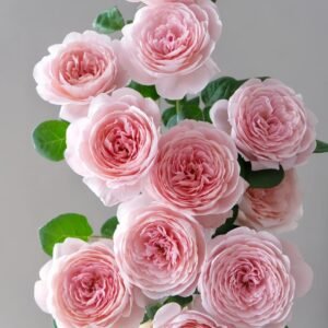 Queen of Sweden Rose
