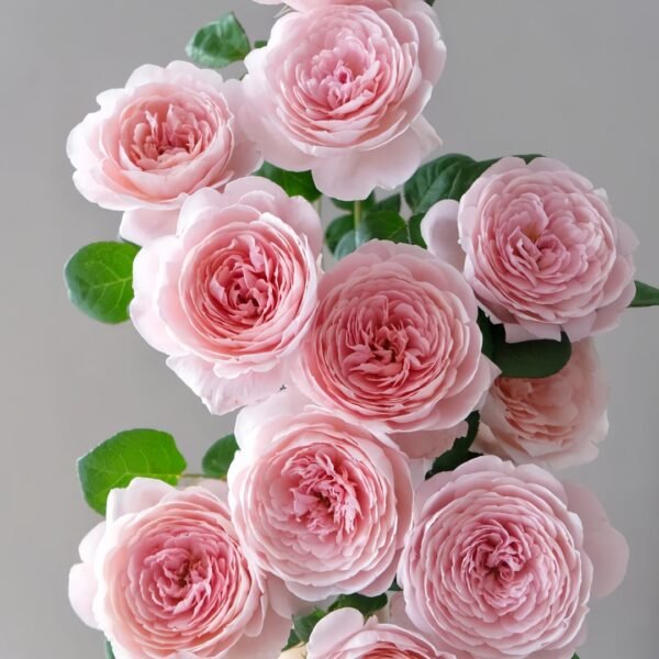 Queen of Sweden Rose01 Queen of Sweden Rose