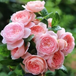Queen of Sweden Rose