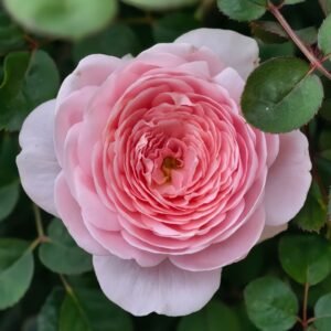 Queen of Sweden Rose