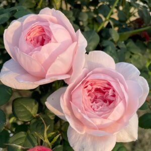 Queen of Sweden Rose