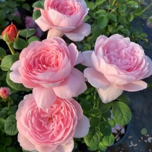 Queen of Sweden Rose