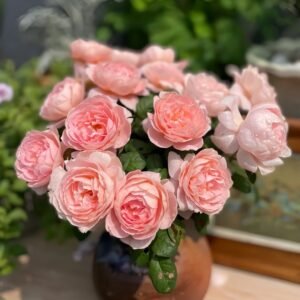 Queen of Sweden Rose