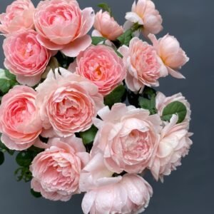 Queen of Sweden Rose