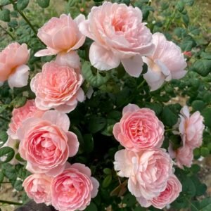 Queen of Sweden Rose