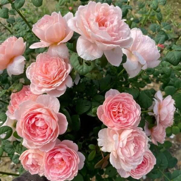 Queen of Sweden Rose