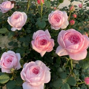 Queen of Sweden Rose