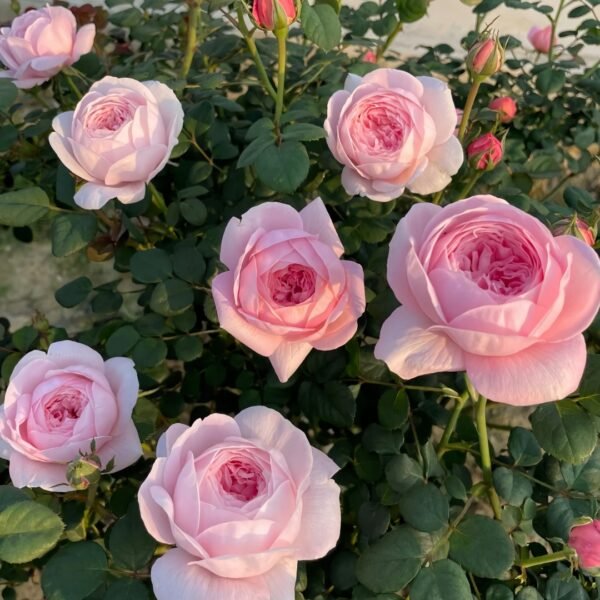 Queen of Sweden Rose