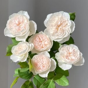 Queen of the Elves Rose