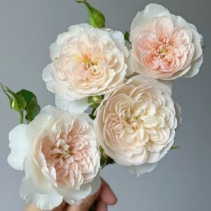 Queen of the Elves Rose