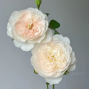Queen of the Elves Rose