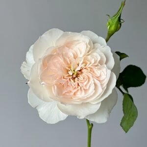 Queen of the Elves Rose