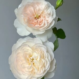 Queen of the Elves Rose