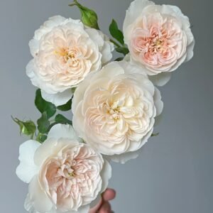 Queen of the Elves Rose