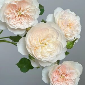 Queen of the Elves Rose