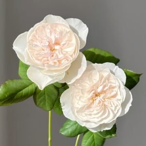 Queen of the Elves Rose
