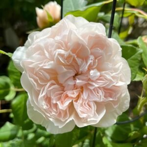 Queen of the Elves Rose Plant| 精灵女王 - 图片 9