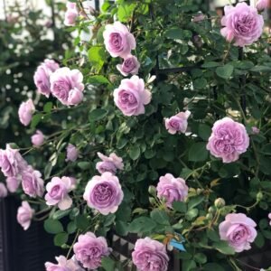Rainy Blue Rose