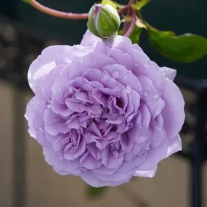 Rainy Blue Rose
