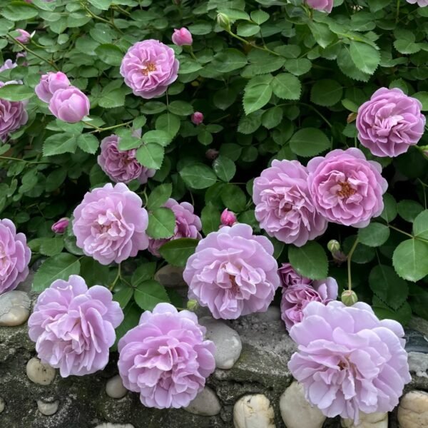 Rainy Blue Rose