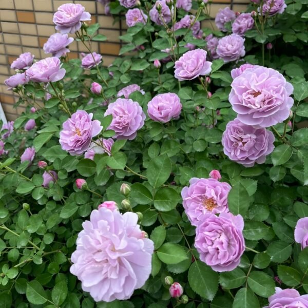 Rainy Blue Rose